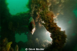 taken with a tonika 10-17mm - zoomed in on slow shutter s... by Dave Baxter 